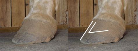 Natural hoof trimming is an optimal blend of hoof form and function