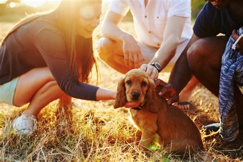 5 Tips to Make Pet Parenting Easier - 2024 Guide - DemotiX