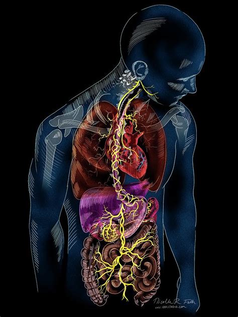 The vagus nerve and the key to calm: A tale of two autonomic disorders