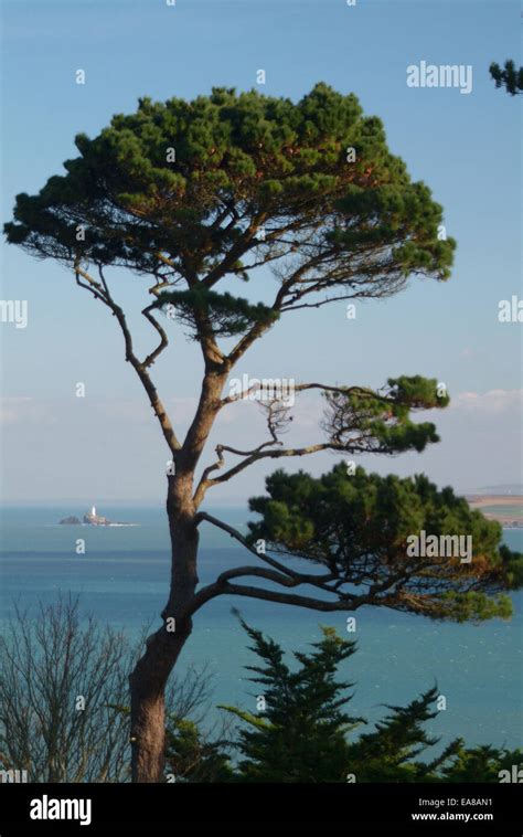 Monterey pine cornwall hi-res stock photography and images - Alamy