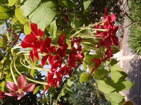 Jerusalem 2010: The Flowers of Jerusalem