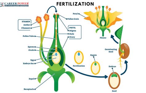 Fertilization in Plants, Definition, Process and its Types