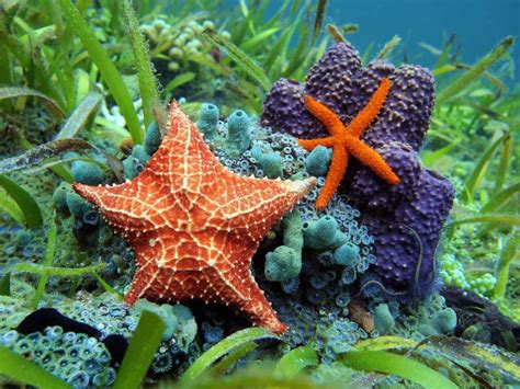 Starfish Underwater Over Colorful Marine Life Stock Image - Image of ...