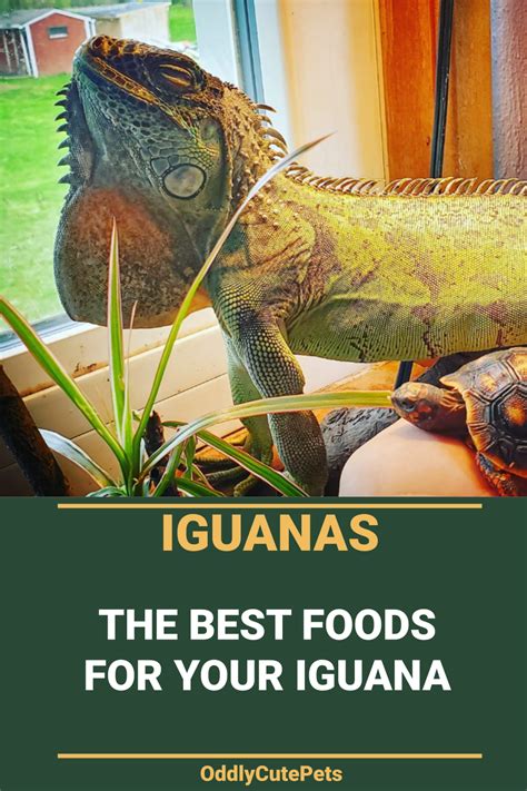 Best Food For Iguanas in 2020 | Iguana diet, Iguana food, Iguana