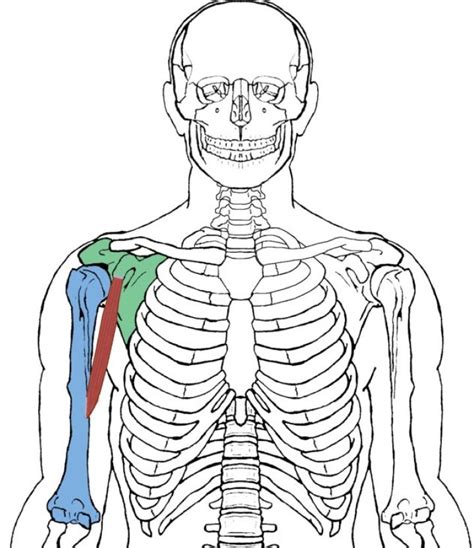 Coracobrachialis – Functional Anatomy | | Integrative Works