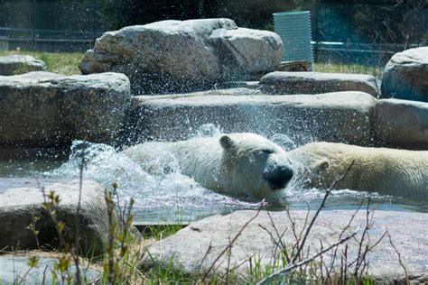 New experiences at Cochrane Polar Bear Habitat | CTV News