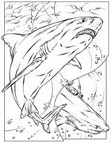 Free Shark Coloring Pages To Print  Printable Sheets sketch template