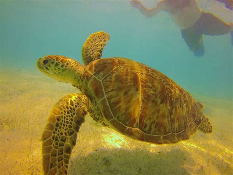 Discover an unspoiled Caribbean paradise — The Tobago Cays | Travel Intense | Turtle sanctuary ...