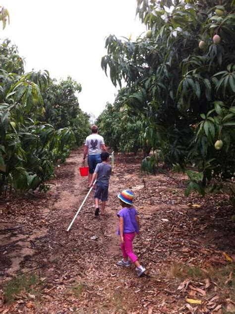 The Mango Farm Visit | Gastromony | Farm visit, Perth australia, Farm