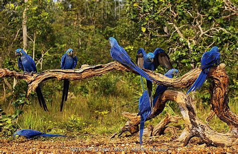 Hyacinth Macaw stock photo - Minden Pictures