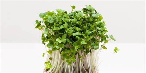 Broccoli Sprouts – All You Need to Know | Instacart Guide to Fresh Produce