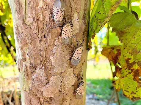 Fighting spotted lanternfly – Good Fruit Grower