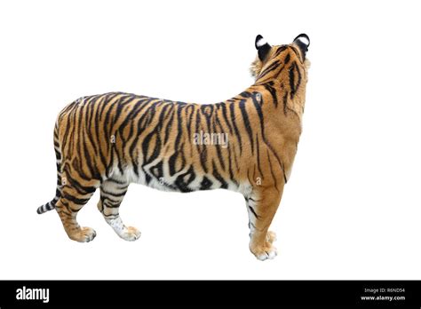 bengal tiger isolated Stock Photo - Alamy