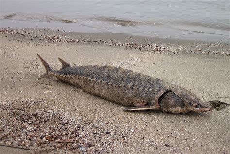 Nature on the Edge of New York City: Shortnose Sturgeon Found Dead in NY Harbor