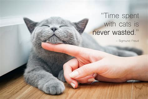 45 Best Cat Quotes for Every Occasion | Shutterfly