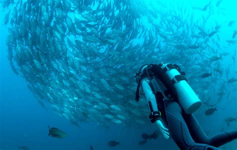 Best Galapagos Diving Tours Santa Cruz