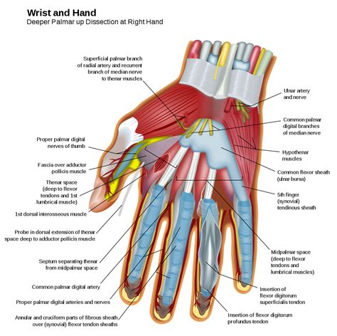 Muscles clipart muscle anatomy, Picture #1703524 muscles clipart muscle anatomy