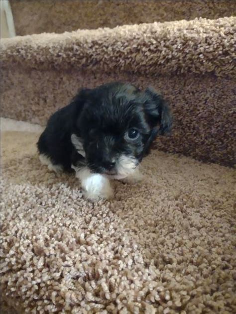 Yorkipoo puppies - Nex-Tech Classifieds