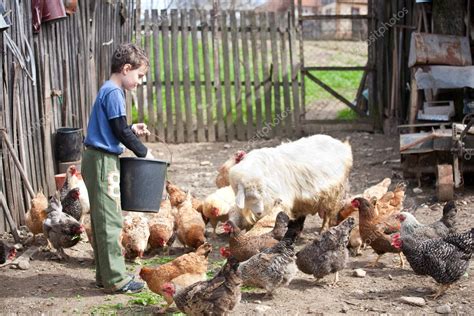 Country boy feeding the animals — Stock Photo © Xalanx #2874795