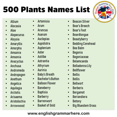 500 Plants Names List in English, Plant Names Vocabulary - English Grammar Here