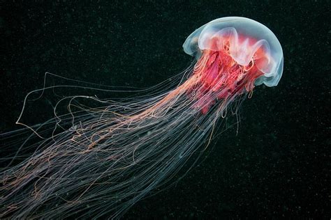 Lion's Mane Jellyfish #7 Photograph by Alexander Semenov - Fine Art America