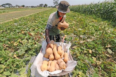 PETANI BERALIH TANAM LABU MADU | ANTARA Foto