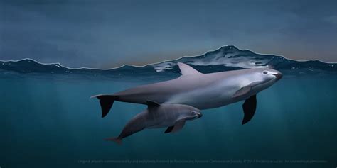 The Vaquita Needs Your Help - Resources for Teachers — Porpoise ...