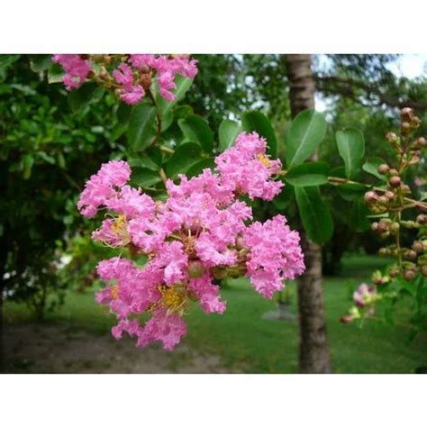 Lagerstroemia Indica Plant Seeds at best price in Dehradun | ID: 10221914430