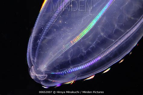 Ctenophore stock photo - Minden Pictures