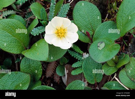 Tundra flower, Alaska Stock Photo - Alamy