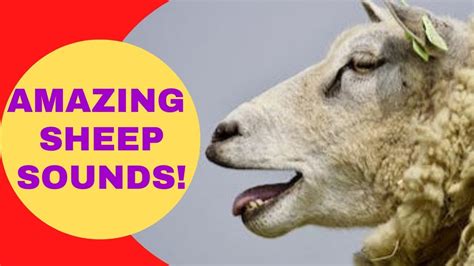 SHEEP SOUNDS 🐑 | Animal Sounds | Sheep Sound Effect | SHEEP | Lamb Sound - YouTube