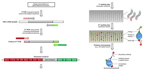 Division of Functional Genome Analysis