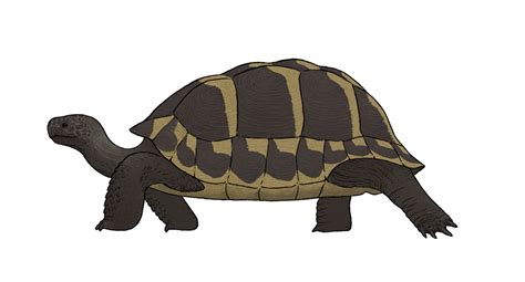 Balearic giant tortoise (SciiFii) | Fanon Wiki | Fandom