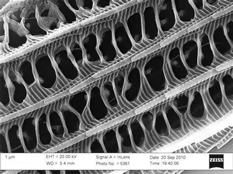 Structures Of Butterfly Wings Detail