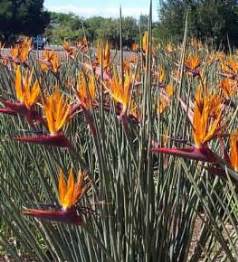 Strelitzia juncea | PlantZAfrica