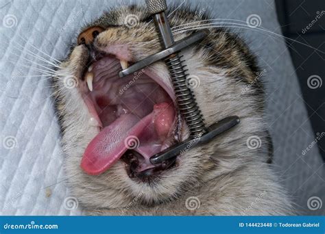 Eosinophilic Granuloma In The Mouth Of A Cat. Cat With Oral Tumor Royalty-Free Stock Image ...