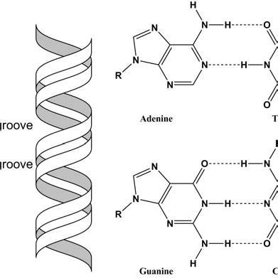 (PDF) Interactions of Metal Ions with DNA, Its Constituents and ...