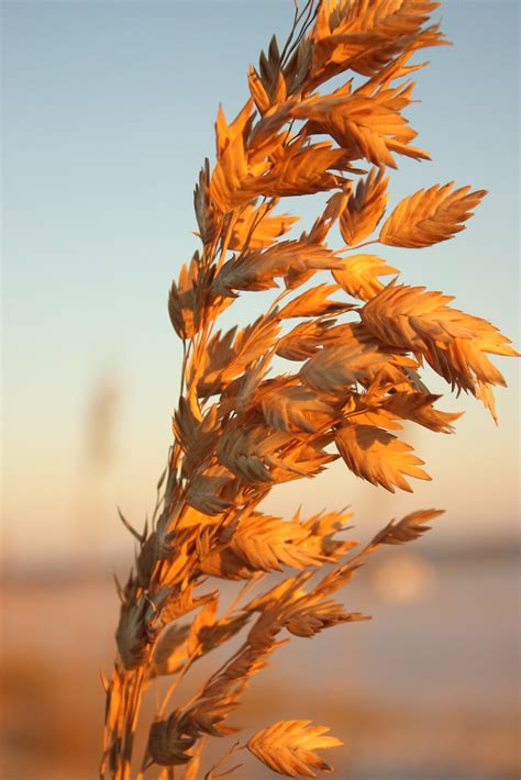 Sea Oats | ACES | Bruce Dupree | Alabama Extension | Flickr
