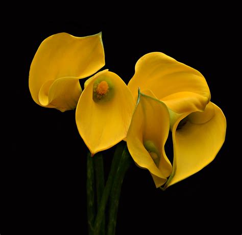 Yellow Calla Lilies by Robert Schwartz - Photo 55496722 / 500px