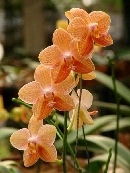 35 best images about Phalaenopsis Orchids on Pinterest | Orchid plants, Glasses and Centerpieces