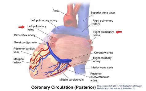 Pulmonary veins on cardiac ultrasound – NephroPOCUS