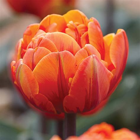 Orange Princess Tulips:Double Tulip Bulbs:Tulips.com