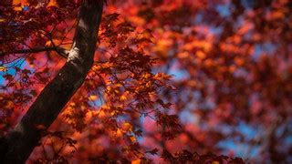 Fall-Like Japanese Maple | More shots from my after-(telewor… | Flickr