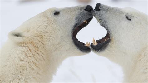 Two polar bear fighting facing each other HD wallpaper | Wallpaper Flare