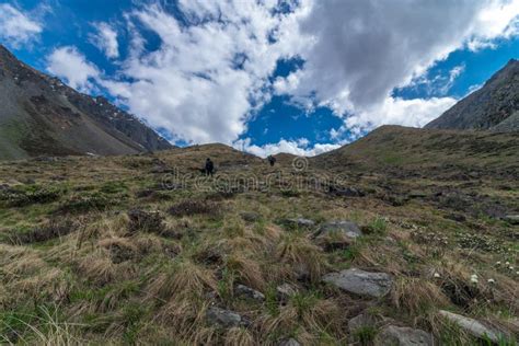 Trekking in Chitkul - Landscape of Sangla Valley, Himachal Pradesh, India / Kinnaur Valley Stock ...