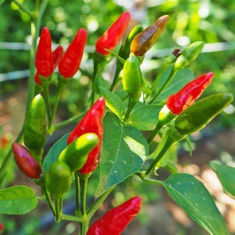 Birds Pepper Birds Eye Chili Seeds Thai Hot Pepper 30 Seeds | Etsy