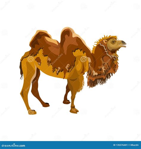 Bactrian Camel, Illustration Sketch Of Camelus Bactrianus, For Children Coloring Cartoon Vector ...