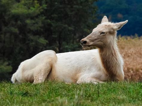 Pin by Ronnie Owens on Elk Odd Colors | Mammals, Animals, Pale colors