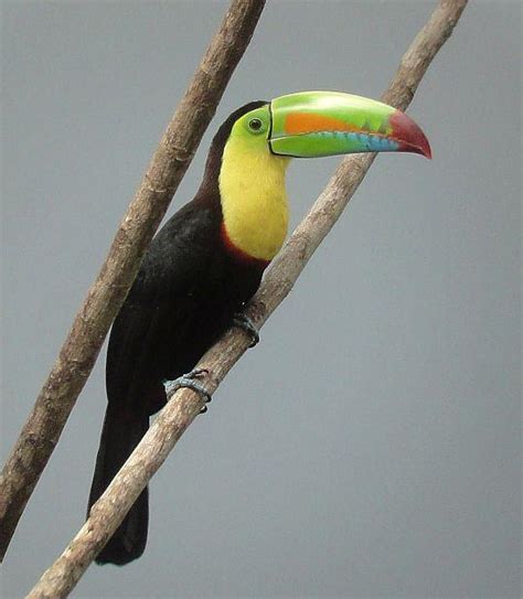 Fifteen Beautiful Birds from Belize