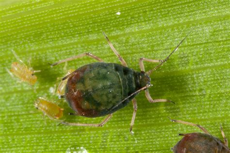 Oat aphid – Cesar Australia